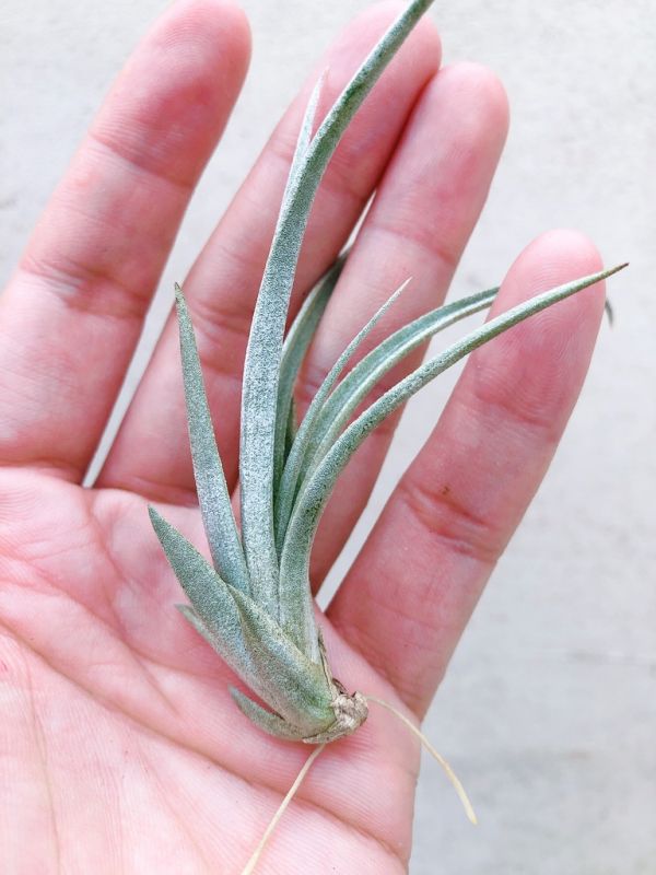 伊莉莎白／Tillandsia elizabethiae 空氣鳳梨，鳳梨花，淨化空氣，綠化，園藝，Tillandsia