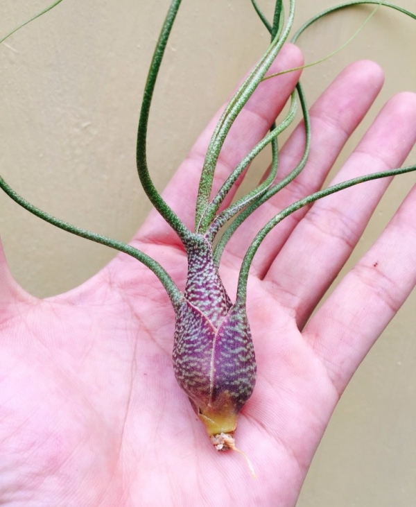 虎斑章魚／Tillandsia butzii 空氣鳳梨，鳳梨花，淨化空氣，綠化，園藝，Tillandsia