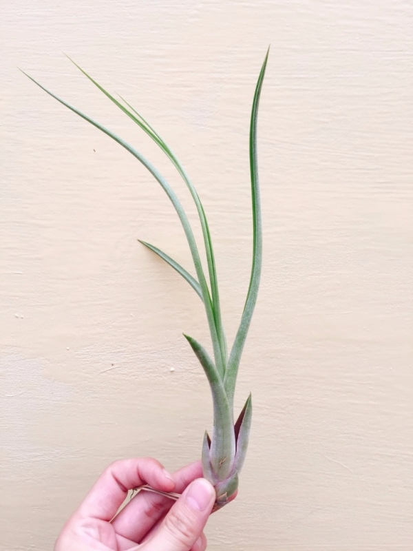 大天堂x電捲／Tillandsia pseudobaileyi x streptophylla 空氣鳳梨，鳳梨花，淨化空氣，綠化，園藝，Tillandsia
