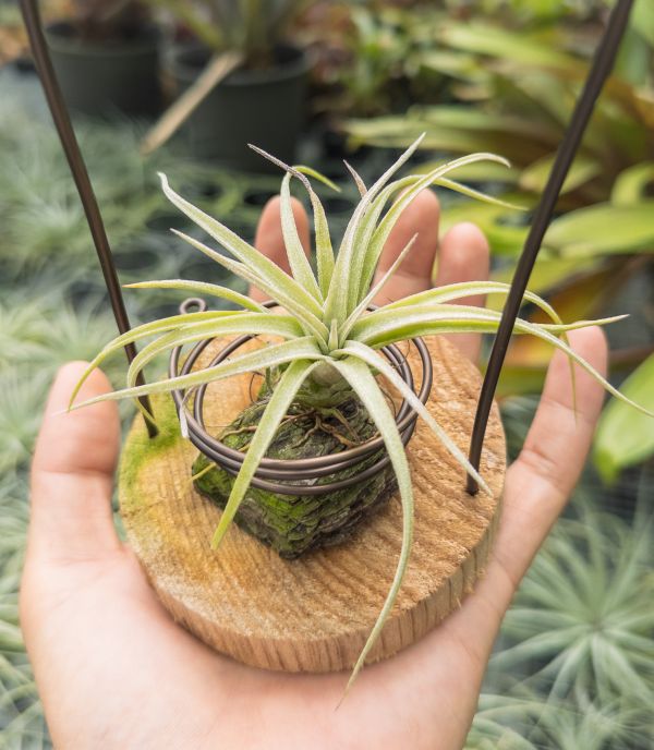 墨電交醬爆實生苗／Tillandsia streptophylla 'Mexico' x 'Jumbo' 空氣鳳梨,鳳梨花,淨化空氣,綠化,園藝,Tillandsia