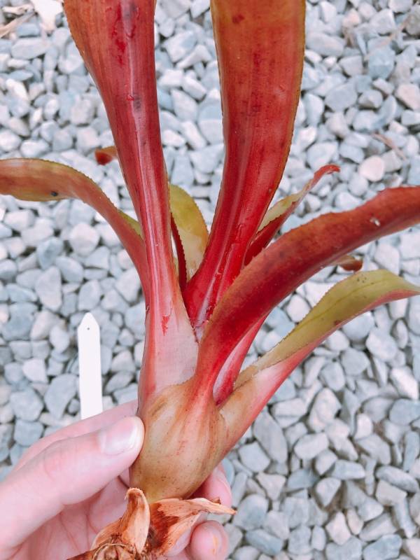 Aechmea victoriana var. discolor 積水鳳梨,鳳梨花