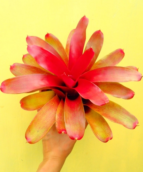 黑帝斯／Neoregelia Hades 積水鳳梨,鳳梨花