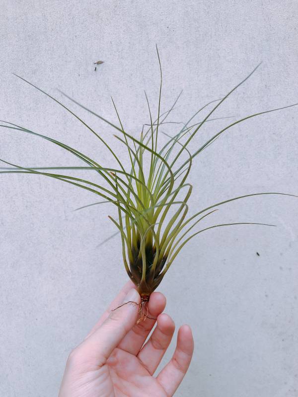 細紅果／Tillandsia punctulata 空氣鳳梨,鳳梨花,淨化空氣,綠化,園藝,Tillandsia