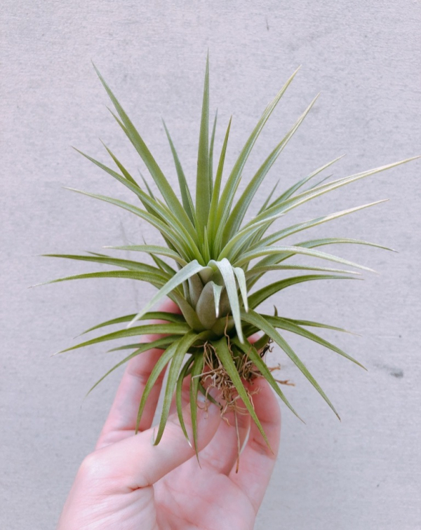 小精靈交空可樂／Tillandsia ionantha x concolor 空氣鳳梨，鳳梨花，淨化空氣，綠化，園藝，Tillandsia