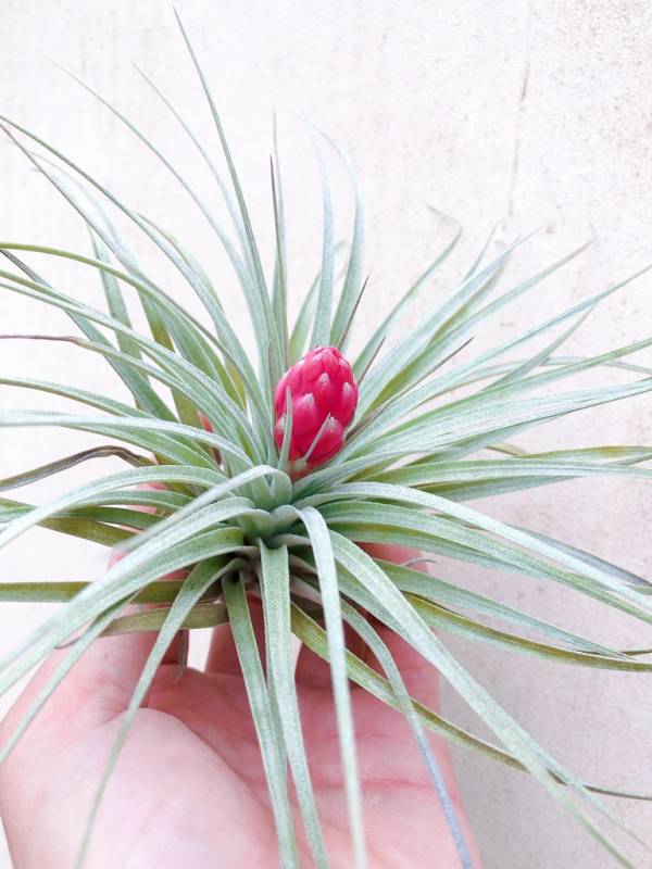 大-休士頓／Tillandsia Houston 空氣鳳梨，鳳梨花，淨化空氣，綠化，園藝，Tillandsia