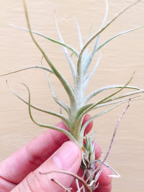 長莖雞毛撢子／Tillandsia tectorum Stem 空氣鳳梨，鳳梨花，淨化空氣，綠化，園藝，Tillandsia