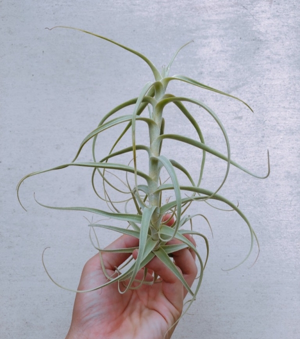 粗糠交雞毛撢子／Tillandsia paleacea x tectorum 空氣鳳梨，鳳梨花，淨化空氣，綠化，園藝，Tillandsia