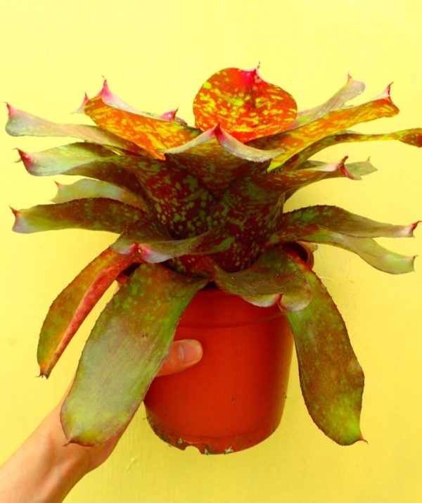 淘金熱／Neoregelia Gold Fever 積水鳳梨，鳳梨花