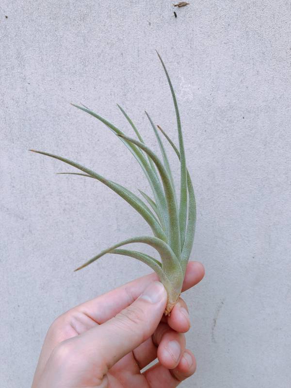 貝爾梅霍交種／Tillandsia bermejoensis Hybrid 空氣鳳梨，鳳梨花，淨化空氣，綠化，園藝，Tillandsia