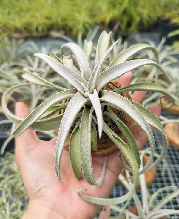 香檳 / Tillandsia chiapensis 空氣鳳梨,鳳梨花,淨化空氣,綠化,園藝,Tillandsia