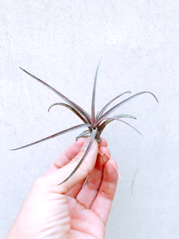 小-卡比他他多明尼加／Tillandsia capitata 'Domingensis' 空氣鳳梨,鳳梨花,淨化空氣,綠化,園藝,Tillandsia