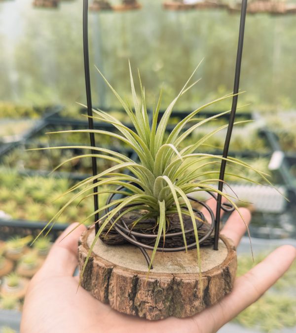 休士頓交龍小精靈實生苗／Tillandsia 'Houston' x ionantha 'Ron' 空氣鳳梨,鳳梨花,淨化空氣,綠化,園藝,Tillandsia