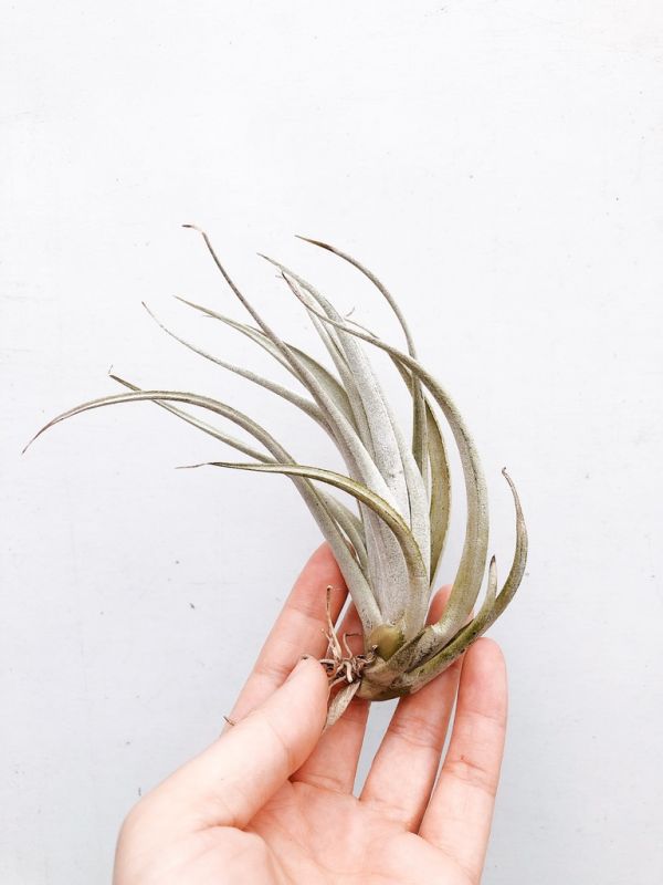 卡文斯基／Tillandsia karwinskyana 空氣鳳梨，鳳梨花，淨化空氣，綠化，園藝，Tillandsia