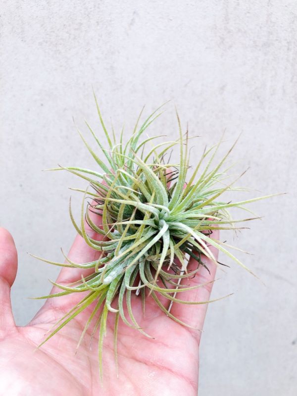 成叢-德魯伊小精靈Tillandsia ionantha 'Druid' 空氣鳳梨，鳳梨花，淨化空氣，綠化，園藝，Tillandsia