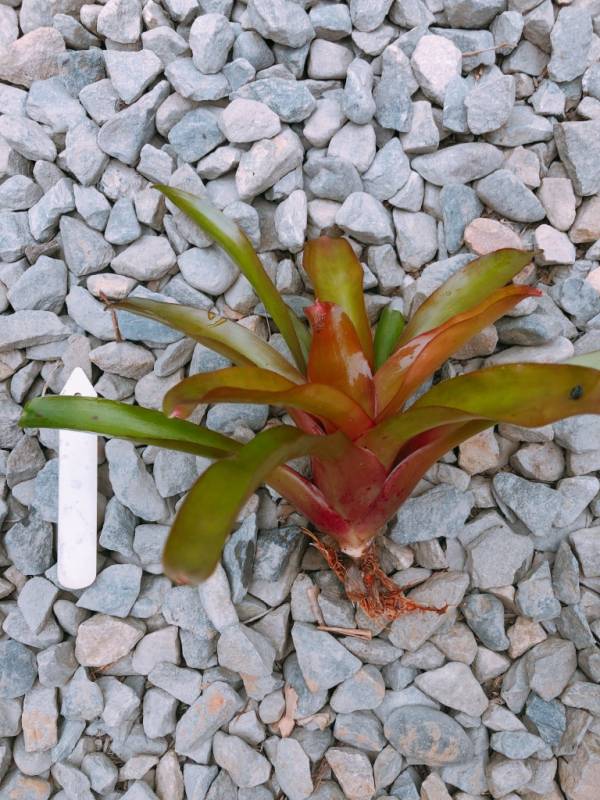 Neoregelia Hades Fire 積水鳳梨,鳳梨花