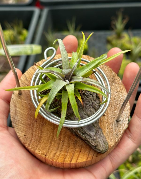 (#1電捲型)柳電交小章實生苗／Tillandsia (balbisiana x streptophylla) x seleriana 空氣鳳梨,鳳梨花,淨化空氣,綠化,園藝,Tillandsia