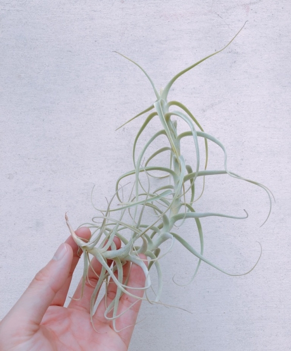 粗糠交雞毛撢子／Tillandsia paleacea x tectorum 空氣鳳梨，鳳梨花，淨化空氣，綠化，園藝，Tillandsia