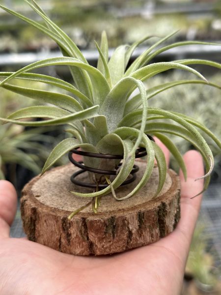 哈里斯交種／Tillandsia harrisii hyrbrid 空氣鳳梨,鳳梨花,淨化空氣,綠化,園藝,Tillandsia