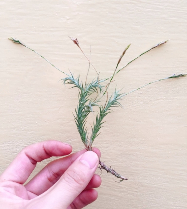 草皮鳳／Tillandsia tricholepis 空氣鳳梨，鳳梨花，淨化空氣，綠化，園藝，Tillandsia