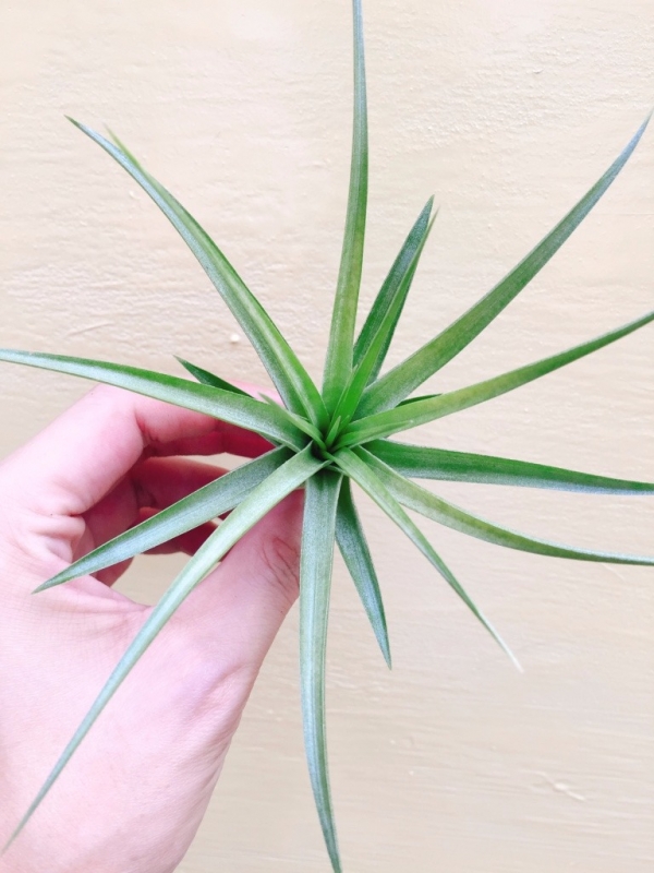 綠薄紗x銀月／Tillandsia geminiflora x recurvifolia 空氣鳳梨，鳳梨花，淨化空氣，綠化，園藝，Tillandsia