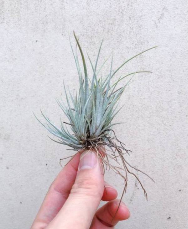 叢生-尤利(刺蝟)／Tillandsia utriculata v Prengelii 空氣鳳梨,鳳梨花,淨化空氣,綠化,園藝,Tillandsia