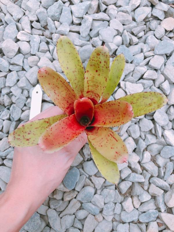 Neoregelia Small Fry 積水鳳梨,鳳梨花