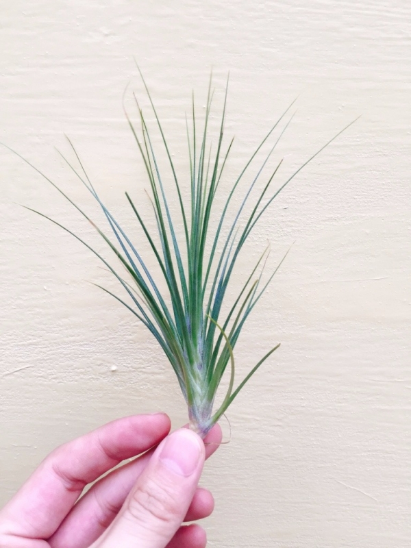賽德利／Tillandsia seideliana 空氣鳳梨,鳳梨花,淨化空氣,綠化,園藝,Tillandsia