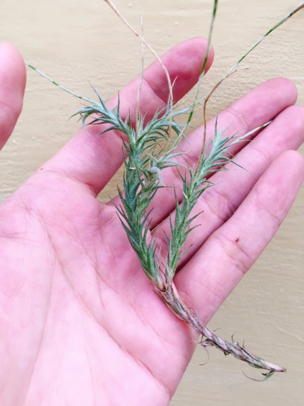 草皮鳳／Tillandsia tricholepis 空氣鳳梨，鳳梨花，淨化空氣，綠化，園藝，Tillandsia