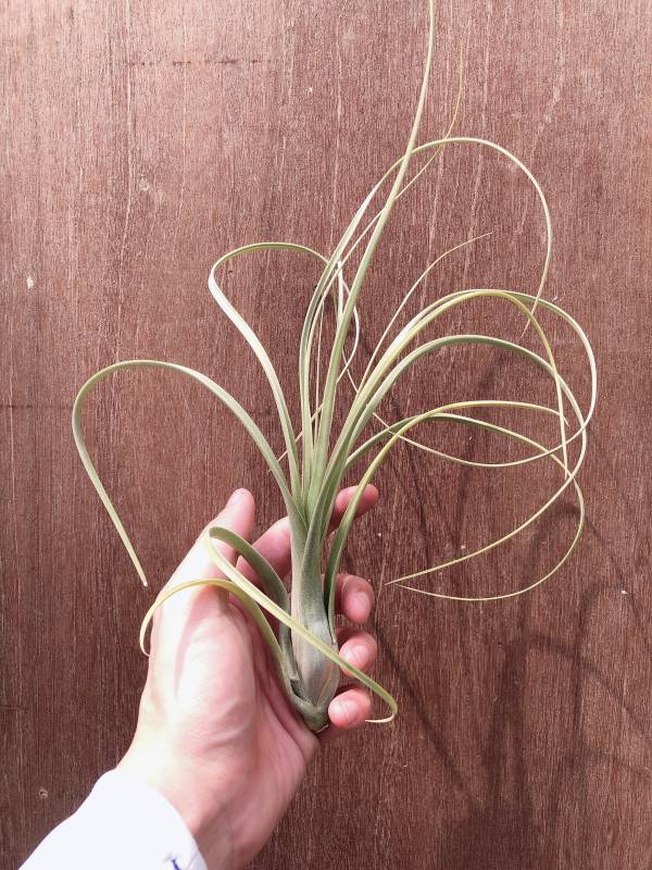 柳葉交種／Tillandsia balbisiana Hybrid Giant 空氣鳳梨,鳳梨花,淨化空氣,綠化,園藝,Tillandsia