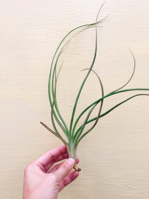 貝利伊變異／Tillandsia baileyi Corpus Christi 空氣鳳梨，鳳梨花，淨化空氣，綠化，園藝，Tillandsia