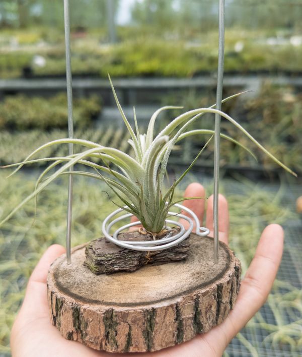 勞倫茲交犀牛實生苗／Tillandsia lorentziana x seleriana 空氣鳳梨,鳳梨花,淨化空氣,綠化,園藝,Tillandsia