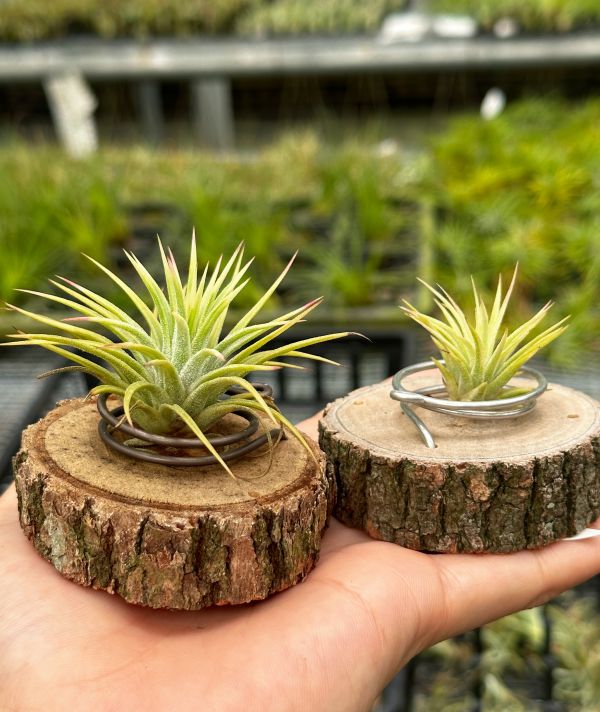 阿伯小精靈(外出藝)／Tillandsia ionantha Albo-Marginata 空氣鳳梨,鳳梨花,淨化空氣,綠化,園藝,Tillandsia