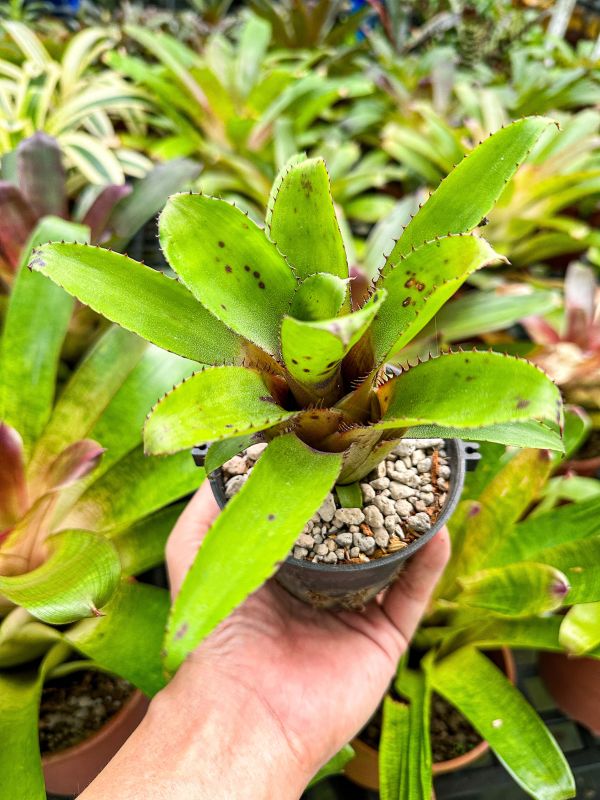 野蠻叢林／Neoregelia tarapotoensis 積水鳳梨,鳳梨花