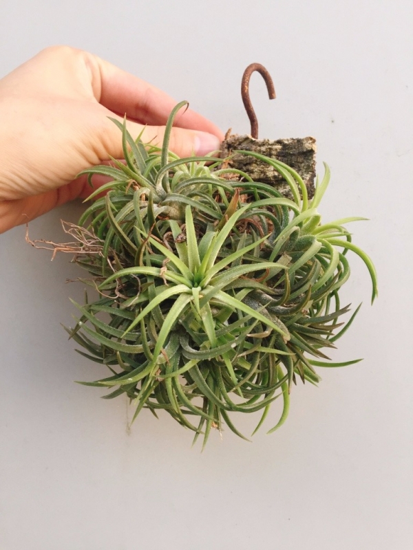 斑馬小精靈／Tillandsia ionantha 'Zebrina' 空氣鳳梨,鳳梨花,淨化空氣,綠化,園藝,Tillandsia