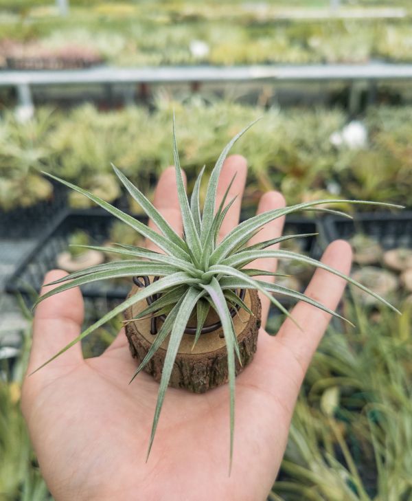 銀星多國花／Tillandsia stricta ‘Silver Star' 空氣鳳梨,鳳梨花,淨化空氣,綠化,園藝,Tillandsia