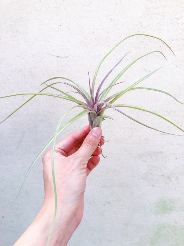 噴泉x電捲／Tillandsia exserta x streptophylla 空氣鳳梨，鳳梨花，淨化空氣，綠化，園藝，Tillandsia