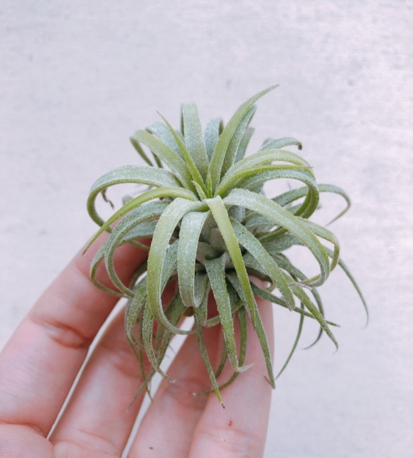 捲葉小精靈／Tillandsia ionantha "Curly leaf" 空氣鳳梨,鳳梨花,淨化空氣,綠化,園藝,Tillandsia