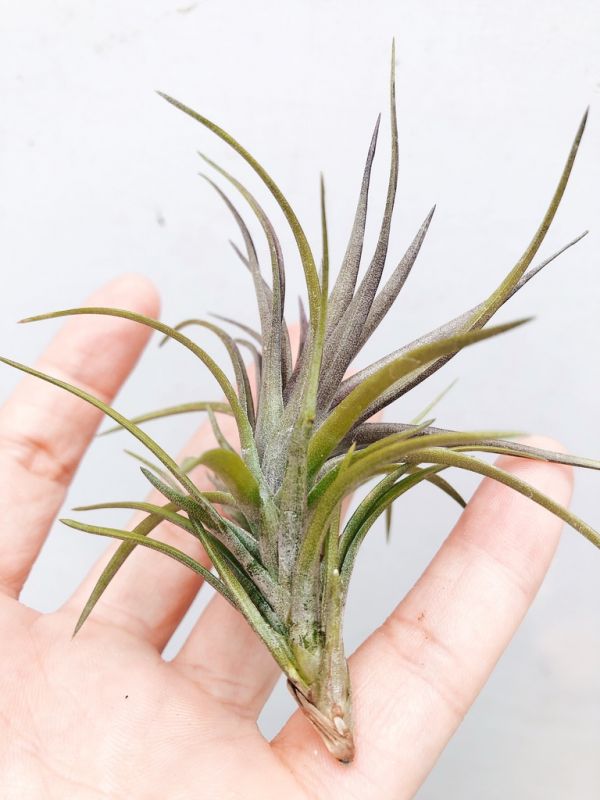 紫色旋風紫水晶／Tillandsia tenuifolia ‘Purple Fan’ 空氣鳳梨,鳳梨花,淨化空氣,綠化,園藝,Tillandsia