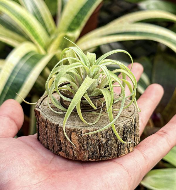 紅卡比交墨西哥電捲／Tillandsia capitata 'Rubra' x streptophylla 'Mexico' 空氣鳳梨,鳳梨花,淨化空氣,綠化,園藝,Tillandsia