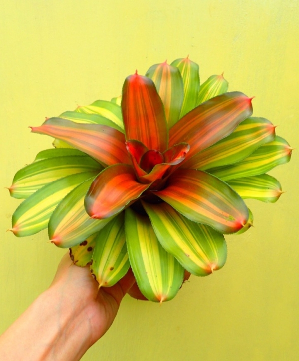 佛萊迪／Neoregelia Freddie 積水鳳梨，鳳梨花