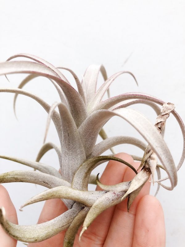 羅西歐／Tillandsia roseoscapa 空氣鳳梨,鳳梨花,淨化空氣,綠化,園藝,Tillandsia