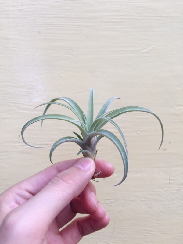 霸王x貝可力／Tillandsia xerographica X brachycaulos 空氣鳳梨，鳳梨花，淨化空氣，綠化，園藝，Tillandsia