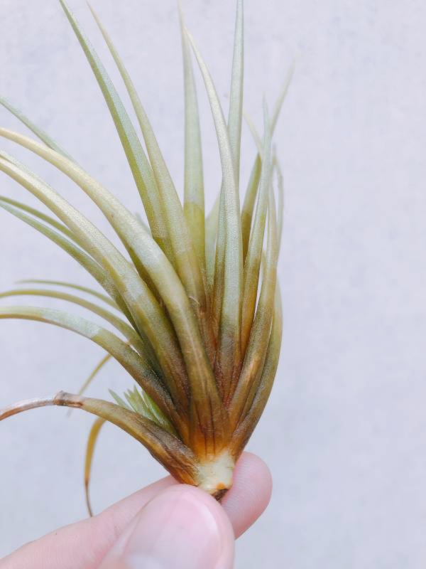 杜拉／Tillandsia dura 空氣鳳梨，鳳梨花，淨化空氣，綠化，園藝，Tillandsia
