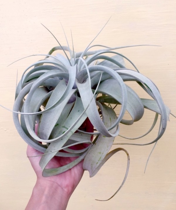 中-長捲葉霸王／Tillandsia xerographica f. var 空氣鳳梨，鳳梨花，淨化空氣，綠化，園藝，Tillandsia