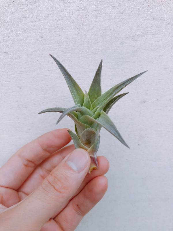 綠色型赤兔／Tillandsia edithae "Green" 空氣鳳梨，鳳梨花，淨化空氣，綠化，園藝，Tillandsia