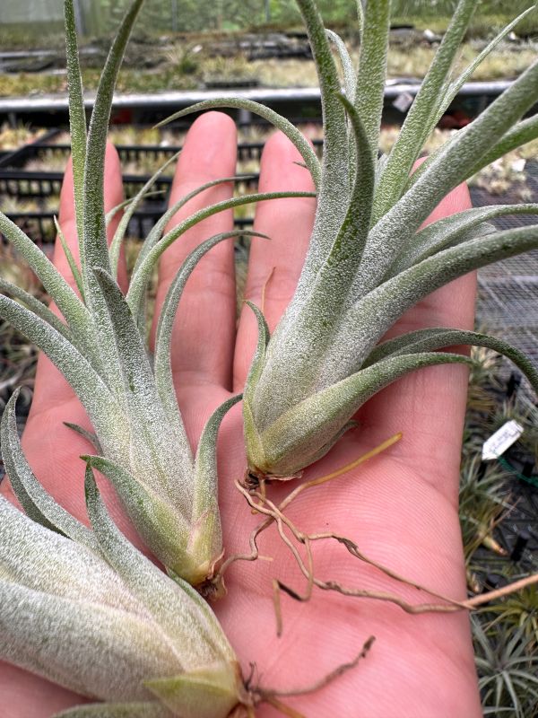 維多利亞／Tillandsia 'Victoria' (ionatha x brachycaulos) 空氣鳳梨,鳳梨花,淨化空氣,綠化,園藝,Tillandsia
