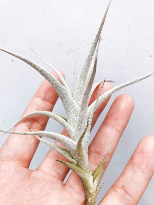 阿比達／Tillandsia albida 空氣鳳梨，鳳梨花，淨化空氣，綠化，園藝，Tillandsia