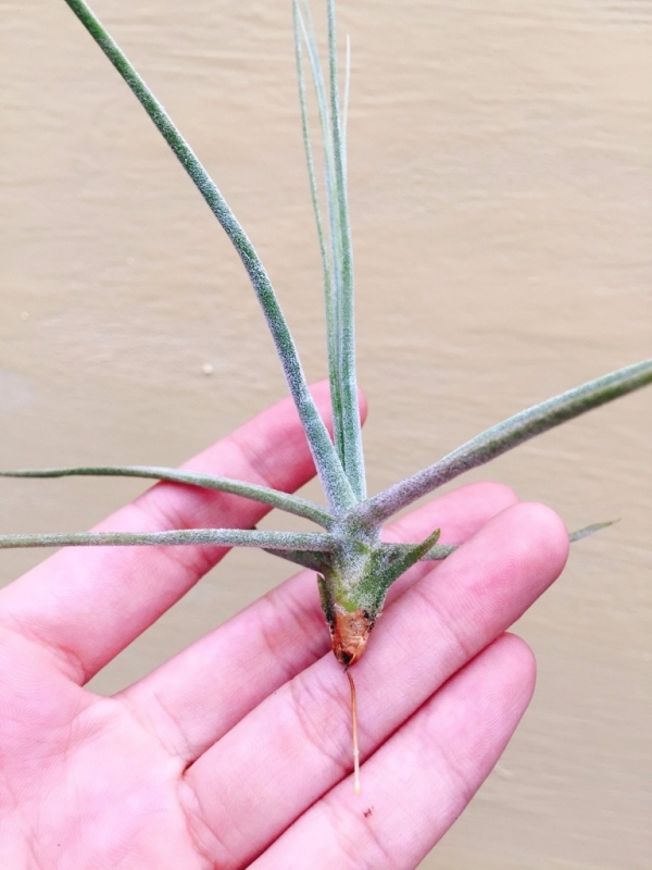 琥珀／Tillandsia schiedeana 空氣鳳梨,鳳梨花,淨化空氣,綠化,園藝,Tillandsia