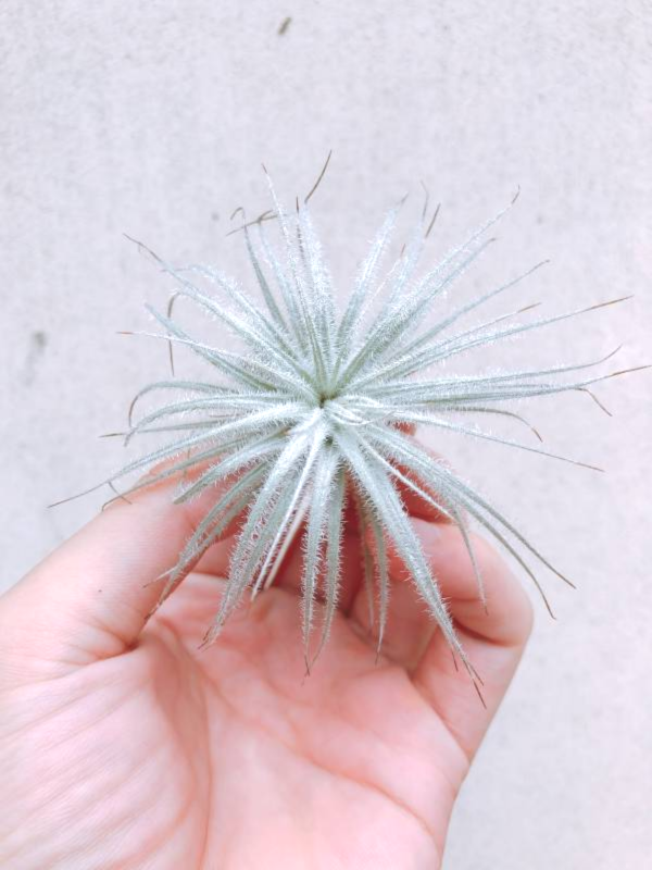 厄瓜多雞毛撢子／Tillandsia tectorum “Ecuador" 空氣鳳梨,鳳梨花,淨化空氣,綠化,園藝,Tillandsia
