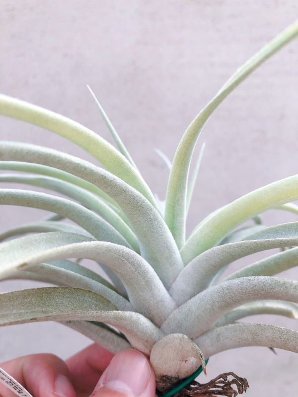 哈里斯x霸王／Tillandsia harrisii x xerographica 空氣鳳梨，鳳梨花，淨化空氣，綠化，園藝，Tillandsia